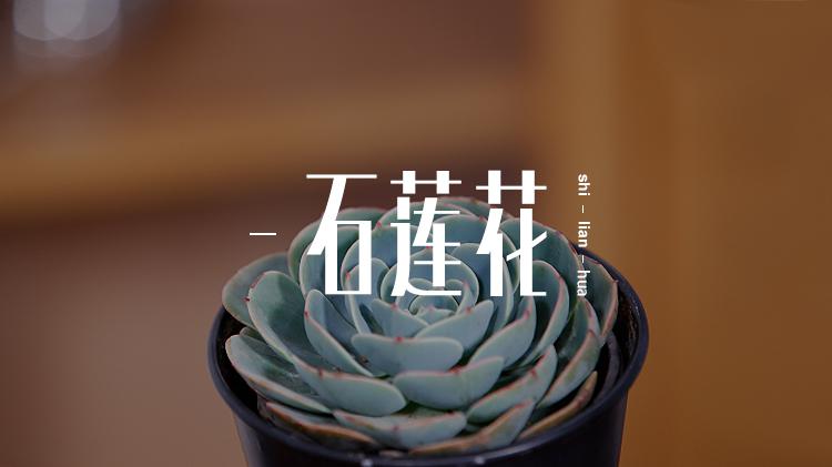 经典多肉石莲花,如果您对那些难养的多肉特别苦恼,养盆石莲花吧