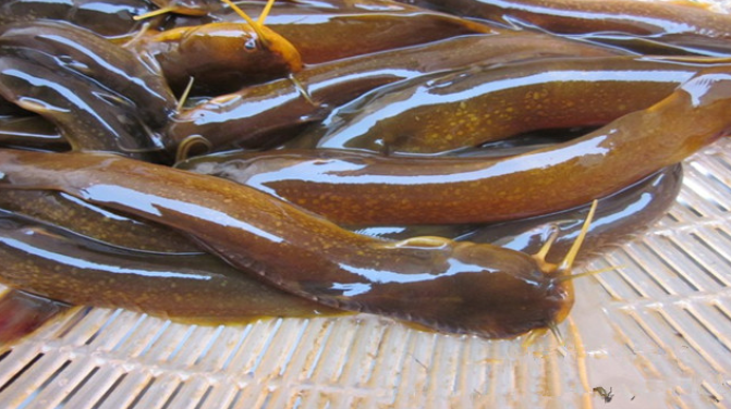 这种常见的“水蜂子”鱼,价格高到200元一斤,很是美味你吃过吗