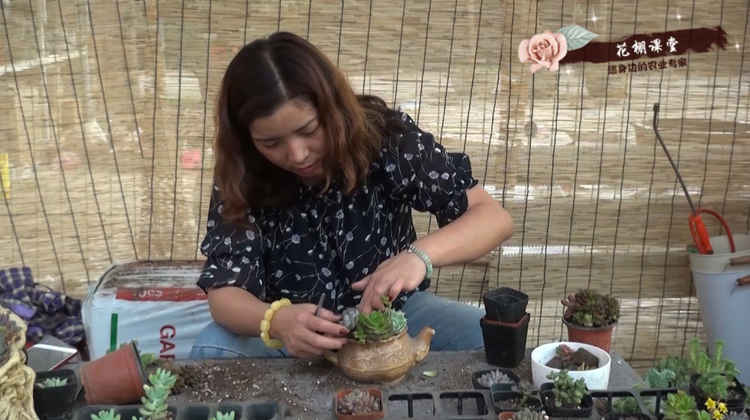 漂亮多肉植物组盆炼成记,女老板亲自演示,看到就是赚到