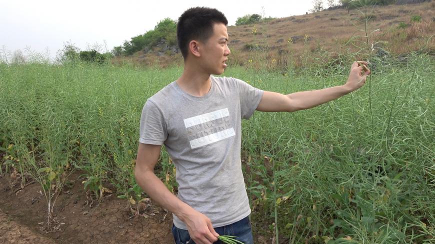 油菜除了能榨油,原来还可以做超级美食,隔着屏幕想一口吞下去