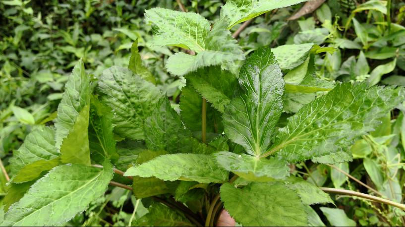 辣子草野芹菜水辣菜地胡椒鸭脚板;这种野菜味道好,准备带回家炒