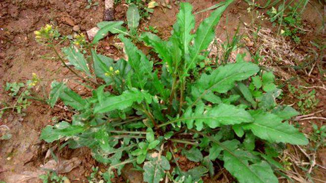 农村常见的3种野菜,常吃可降三高,可惜知道的人不多