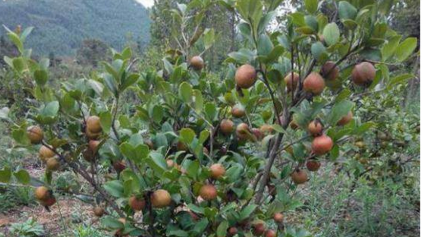 这种野生的树,产的油能卖到100块钱一斤,是农民的致富法宝!