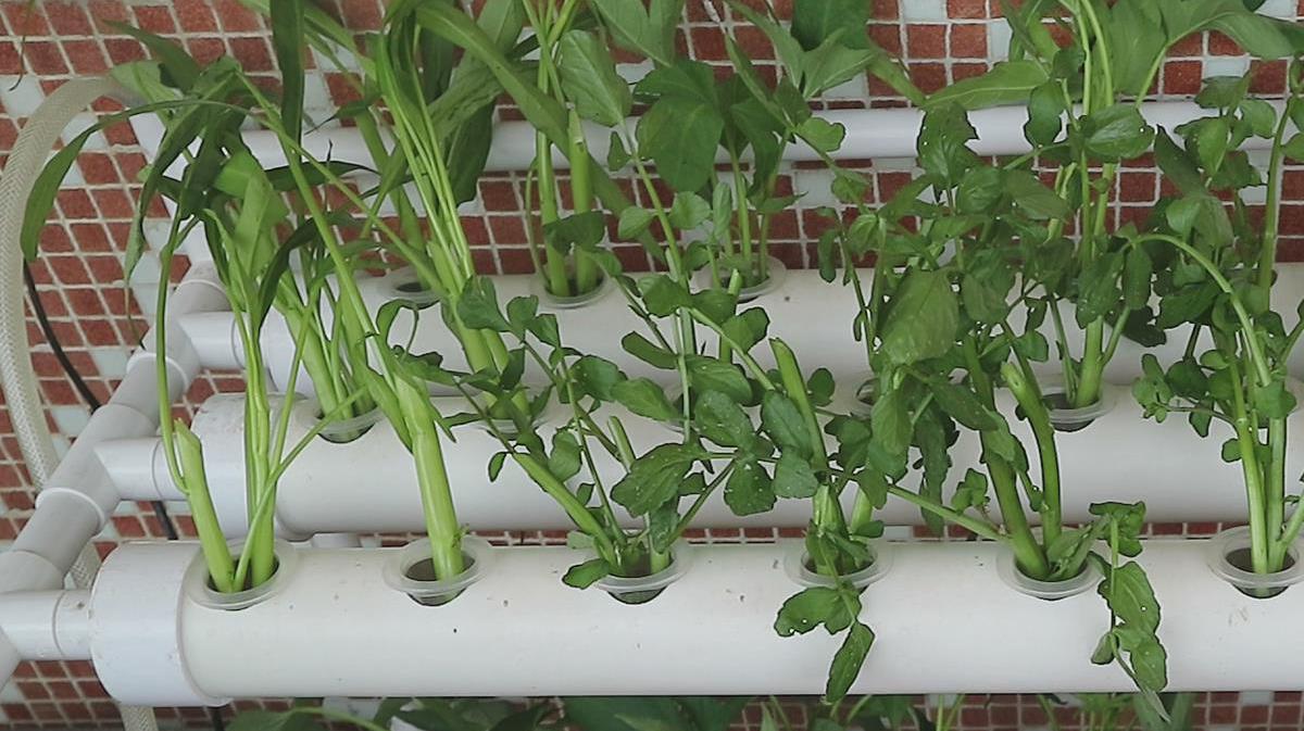 阳台没土也能种出新鲜蔬菜,无土栽培最新方式,来看看适合你家吗
