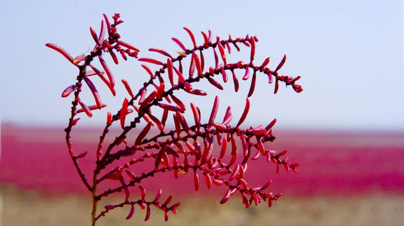 生活在盐碱地里的“皇席菜”,又名“碱蓬”,对贫血之人好处多!