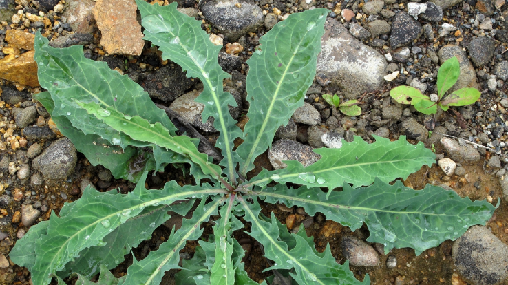 农村野菜都是宝,味道不但好吃,功效多的很