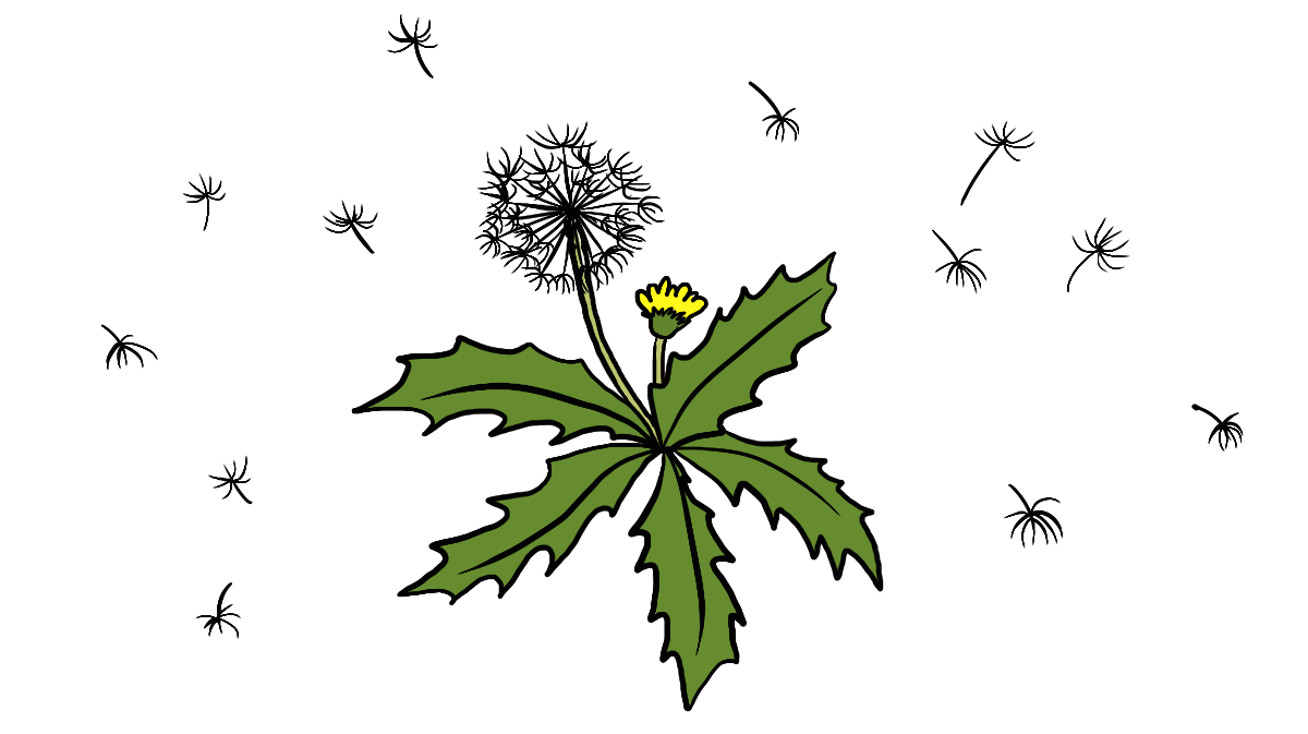简笔画教程视频:蒲公英,农村的宝贝,既可当蔬菜,也可以做药材