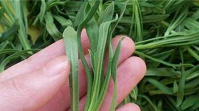 深山里的这种野菜,吃了不仅治疗皮肤瘙痒,还能健脾养胃!