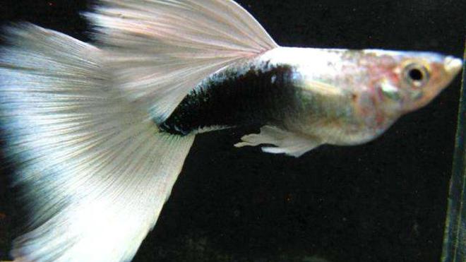 象牙白孔雀鱼要爆缸啦!水族箱精品观赏鱼实拍,鱼缸养热带鱼首选