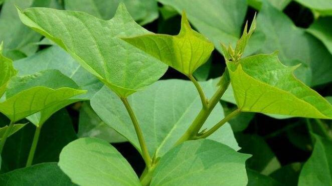 红薯叶的5大功效,很多人都不知道