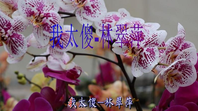 [图]怀旧老歌,林翠萍演唱一首《我太傻》百听不厌,经典好听