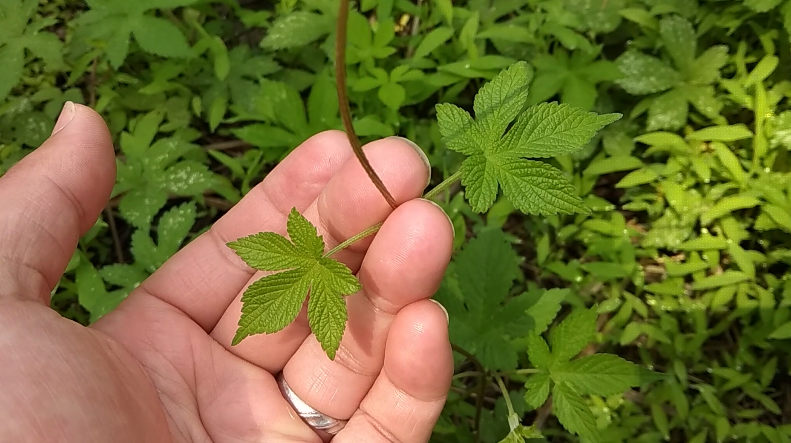 农村有一种很讨厌的野草,被刺到会疼几天,可清热解毒治咳嗽