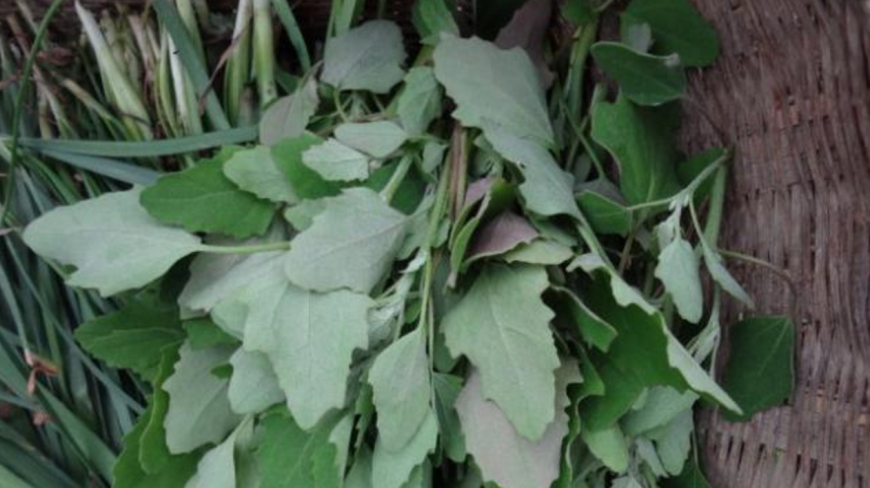 农村以前用来喂猪的野菜,没想到还是一种药,但不是所有人都能用