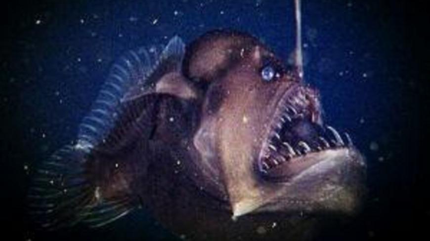 全球最丑的鱼:活一辈子就为了“娶媳妇”,找到媳妇却意味着死亡