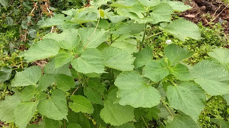 农村一种植物,古人4700年前就用它做布料,老外叫它“中国草”