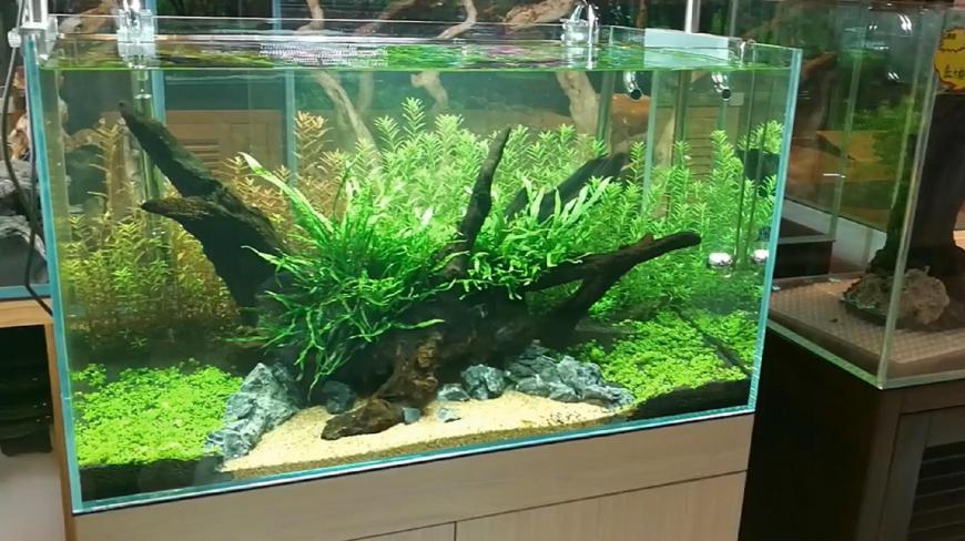 北京水族店的清新草缸,鱼缸造景新手最喜欢这种风格