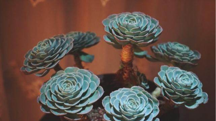 多肉植物集合,看看你认识几个?都叫上名字的算你厉害!