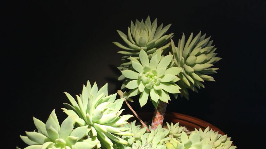 多肉植物蓝色天使大老桩初春就出现了蚜虫,迅速灭掉它