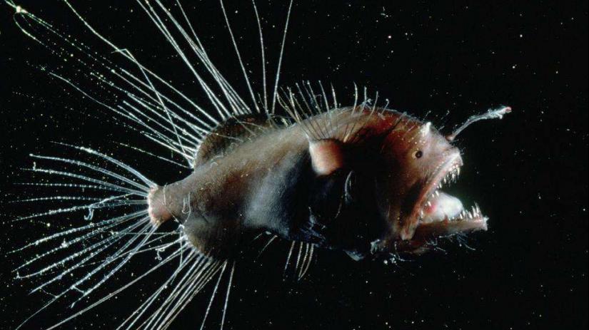 这鱼长得就像个笑话,身上长瘤子就是雄鱼,需要死才能繁殖后代