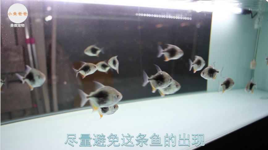 水族店里商家的一些小动作都代表什么呢?—《小鱼爸爸》第十五期