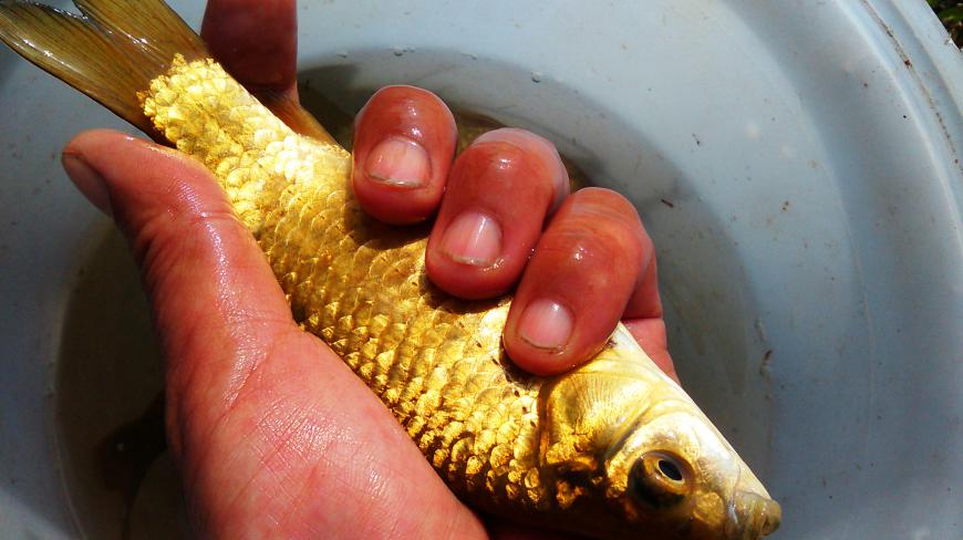 农民哥抓到一条“月子鱼”,产妇常用其煲汤,营养美味补虚催乳