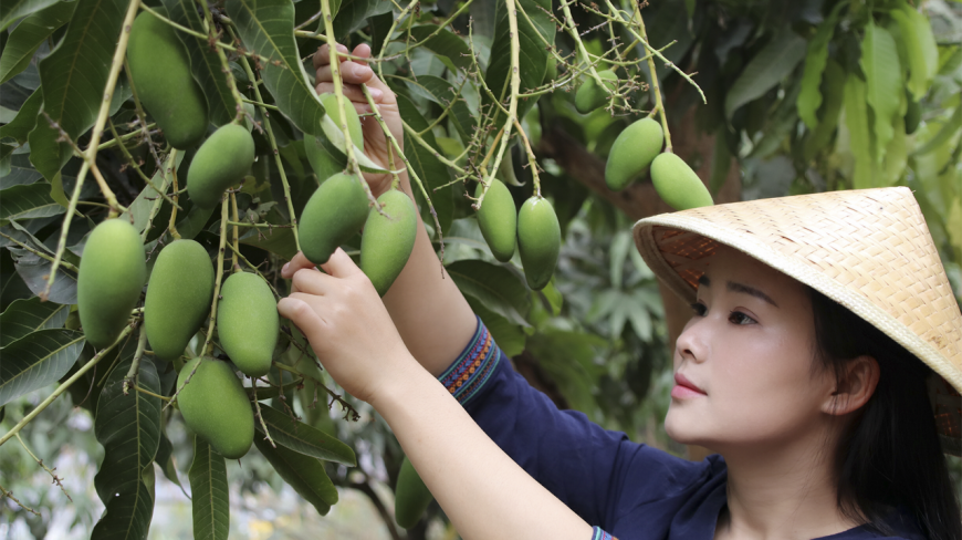 生芒果还可以做菜,腌着吃有吃过吗?炒脆肚也是很好吃
