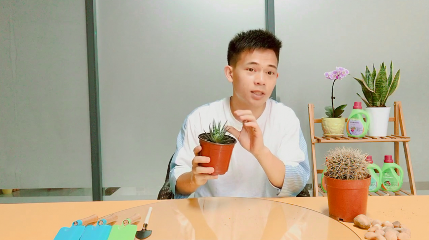 小花匠养肉:这种多肉不一般,养护记住“要点三”