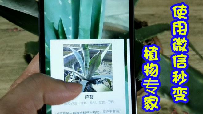 微信新功能,3秒分辨出天下万千花草,瞬间变成植物专家,好神奇