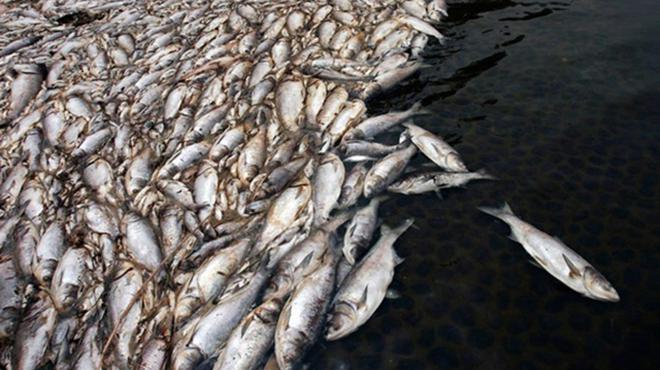 靠水才能活的鱼,也会被水淹死?看完涨知识了