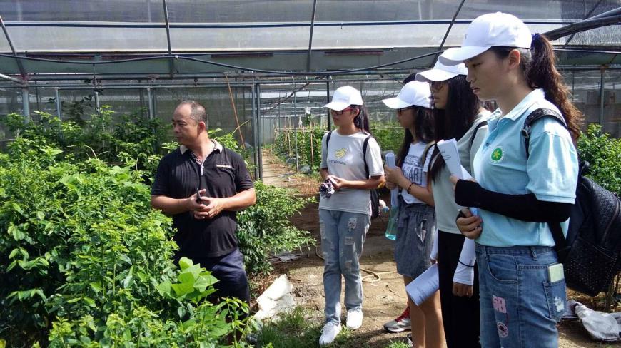 这菜北方没有,南方有,种植简单,全年可采收,一斤能卖50元