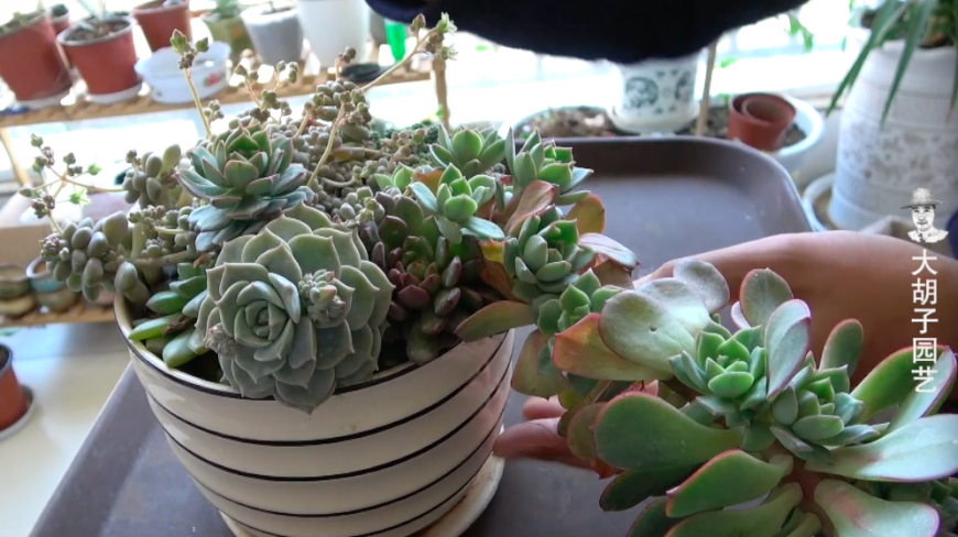 多肉组合盆栽,长得太快,有的已经被挤扁!