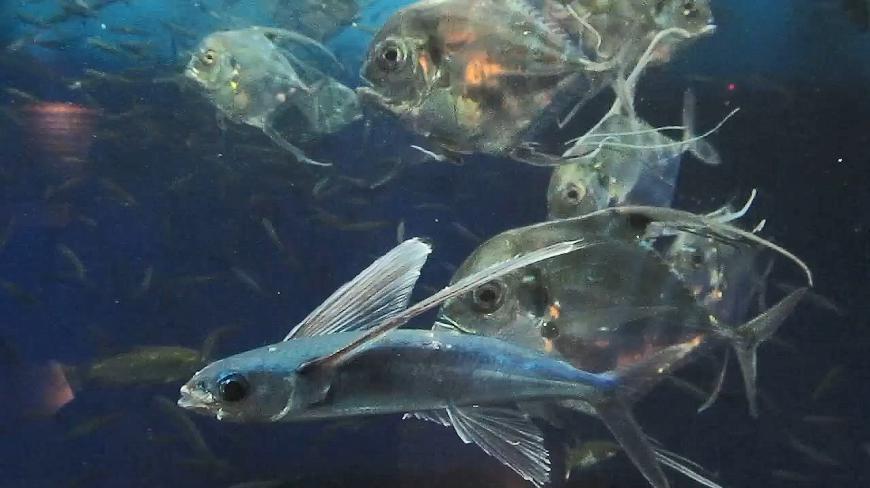 这就是自然状态下的飞鱼,果然长了一对翅膀!