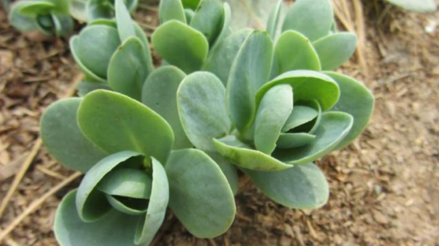 春天种几棵这植物,夏天没有蚊子咬,还能当成花养!