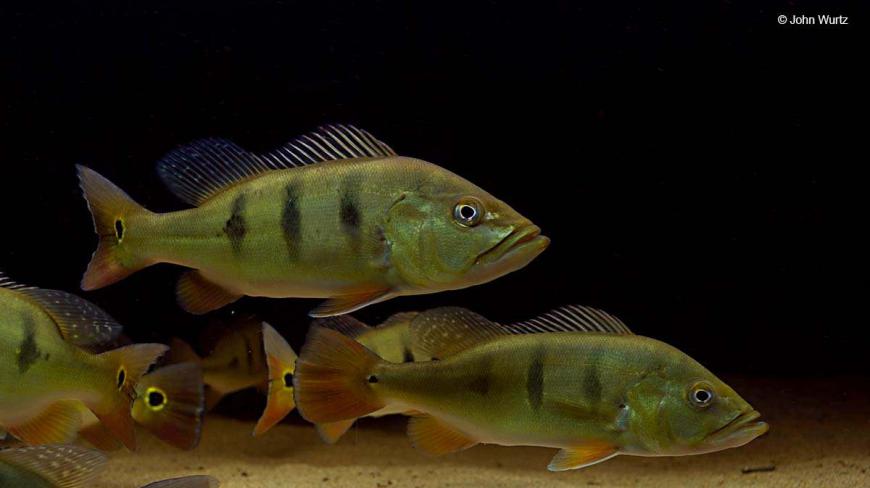 分享鱼友的一缸精品三间鱼给大家欣赏,各位看看怎么样