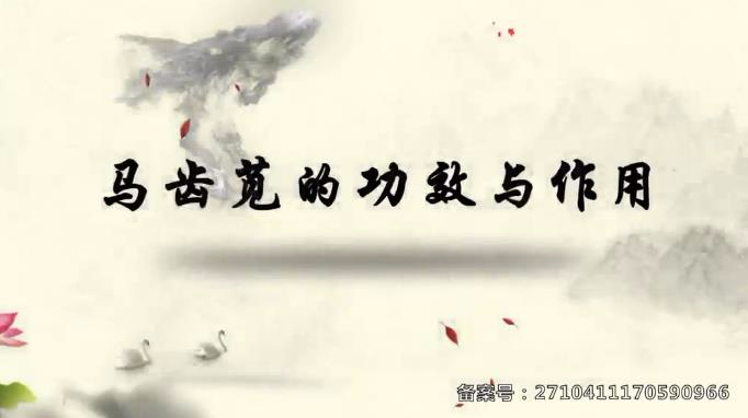 马齿苋不仅只是食品,还有这样的功效与作用