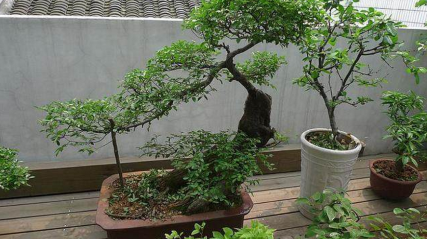 树桩盆景该怎样配盆,三件你要知道的事,这样搭配最好看