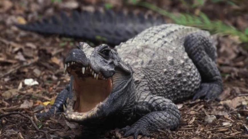 世界上体型最小的鳄鱼,被许多人当宠物养,一张口就问你怕没?