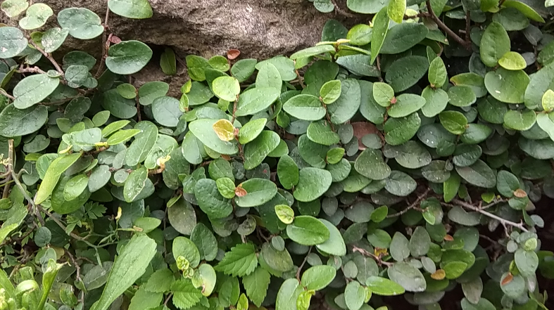 农村一种常见植物,可治风湿痛,果子像馒头,我们叫它“木馒头”