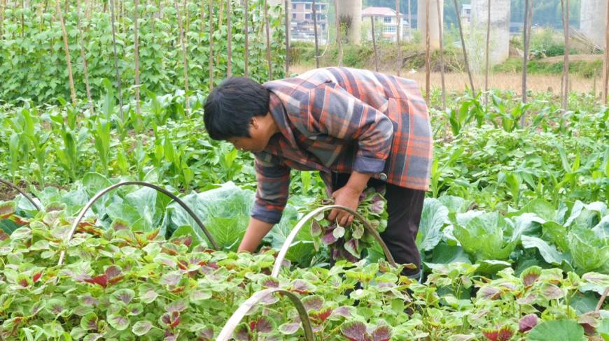 坐月子第16天,婆婆菜地浇菜,摘回这菜煮好汤是红的,你吃过吗