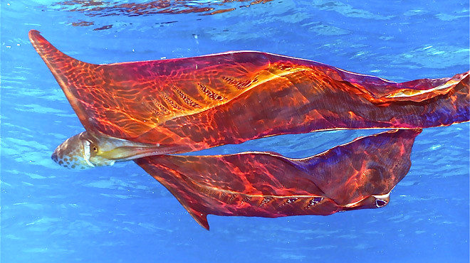 有个比自己大四万倍的女朋友是种什么体验?这种章鱼告诉你答案!