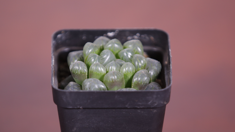 经典多肉“玉露”玲珑小巧,叶色晶莹剔透人气较旺的多肉植物之一