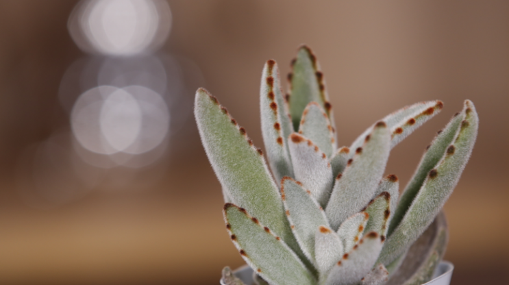 多肉系列“月兔耳”肉如其名叶被绒毛,像兔子的耳朵一样