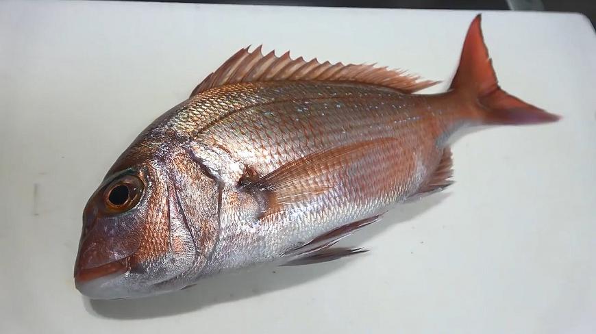 真鲷鱼处理,这个人绝对有强迫症,一条鱼擦得这么干净!