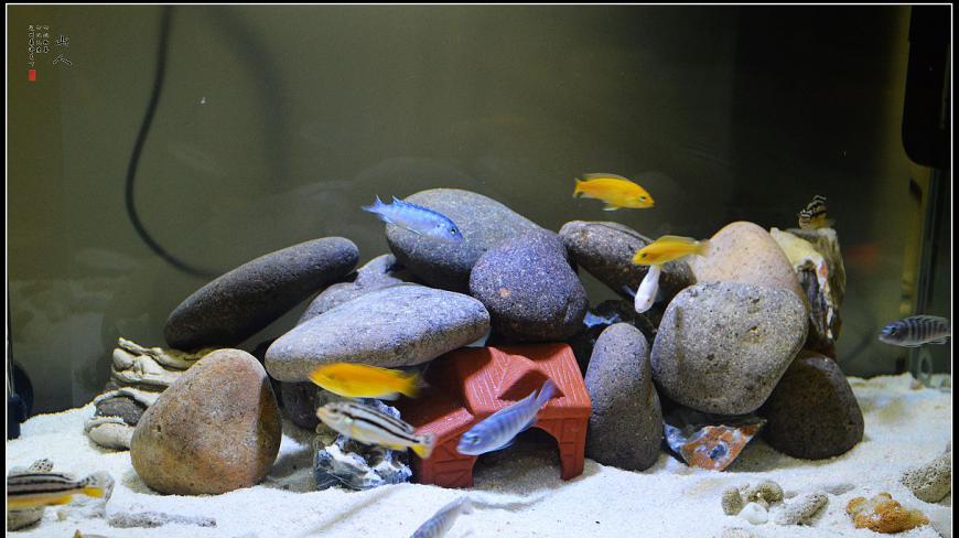 鱼友养了一缸漂亮的慈鲷鱼,水清鱼靓造景也好看