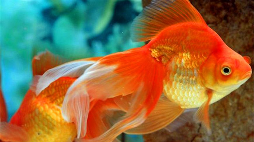 中国人啥都吃,为什么偏偏不吃金鱼?答案万万没想到