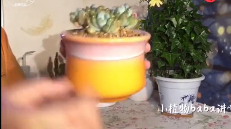 景天科多肉植物灯美人出状态为粉橘色 养护知识一定要懂
