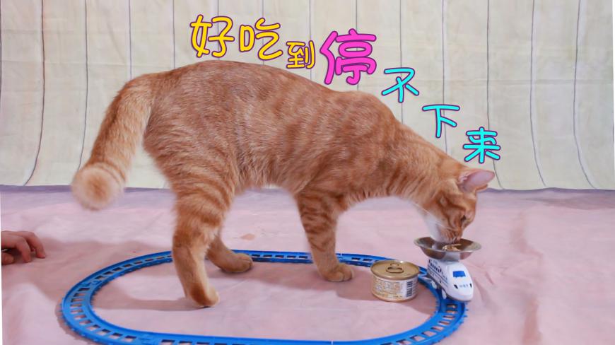 让喵星人运动的最简单方法,多高冷的猫咪都抵挡不住诱惑