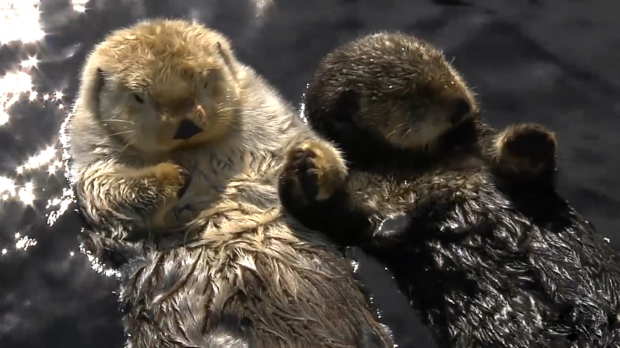 单身狗慎点,手牵手晒太阳浴的水獭,伤害你们承受不起