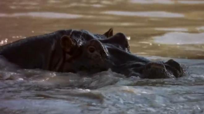 鳄鱼捕捉角马,河马在一旁凑热闹,镜头拍下全过程!