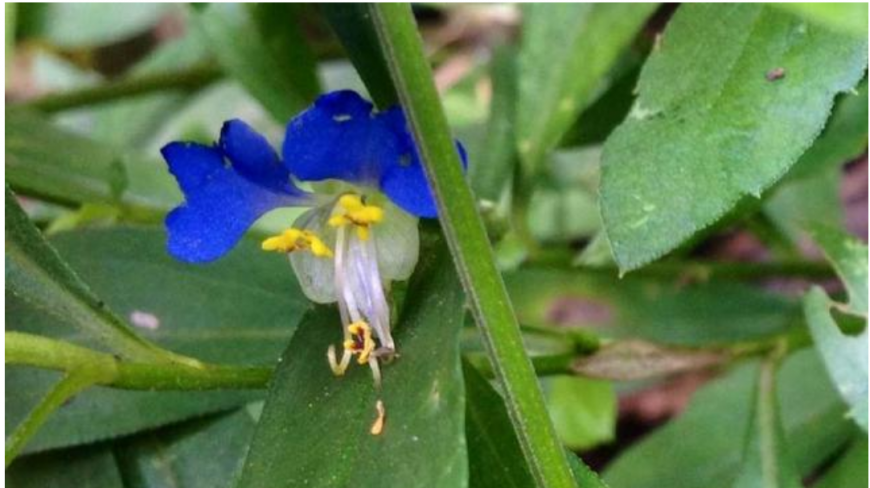 这种野草会“唱歌”,种成盆栽能净化空气,想不到还能治感冒!